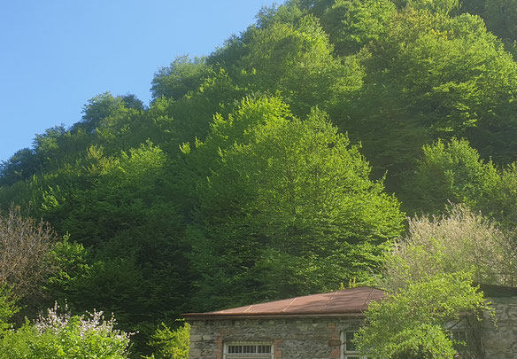 Old house for sale in the center of Pasanauri